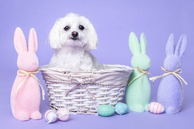 Paskalya tavşanları ve paskalya yumurtalarıyla dolu sepetteki Malta köpeği.