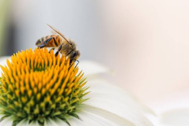 Arı canlı kırmızı çiçek üzerinde polen topluyor