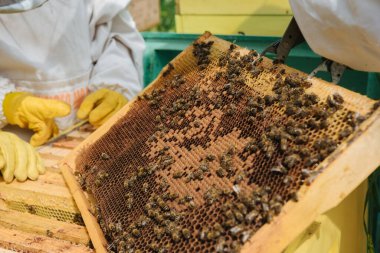 hasat bal, arılar bal yapar