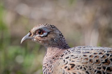 Kadın sülün. Kafa portresi yakın plan.
