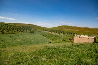 Otlayan ineklerle dolu bir tarla ve arka planda küçük bir kulübe.