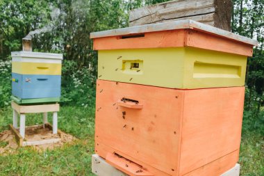 Yazın bir huş ağacında arıcılık.