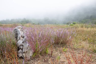 A soft landscape with driftwood and wild flowers. clipart