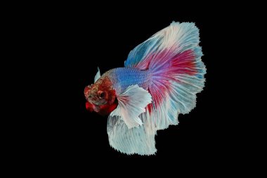 Beta balığının kulağı suda.