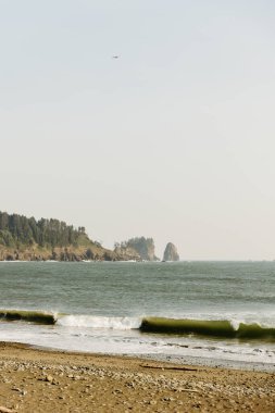 Martı, Washington 'daki La Push plajında okyanus dalgaları üzerinde uçuyor.