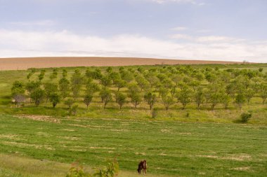 Ağaçların arasında yürüyen bir insan.