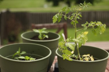 Arka bahçede biberli, domatesli ve jalapeolu yeşil saksılar.