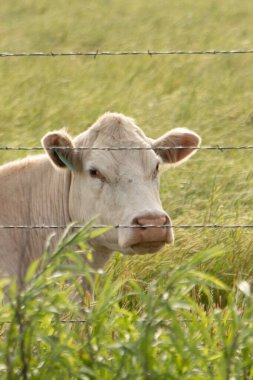 Güneşte dinlenen benzer inek
