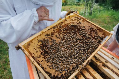 hasat bal, arılar bal yapar