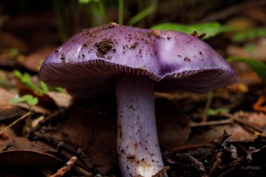 Ahşap Uçmuş olarak bilinen mor mantar