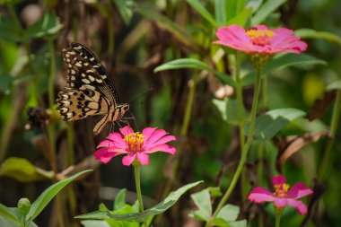 Çayırda yabani yonca ve kelebek çiçekleri