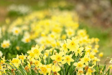 İlkbahar tarlasında sarı nergisler