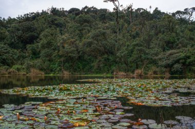 Sri Lanka 'da gölü olan yağmur ormanı
