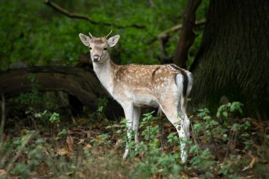 Orman ağaçlarında geyik yavrusu