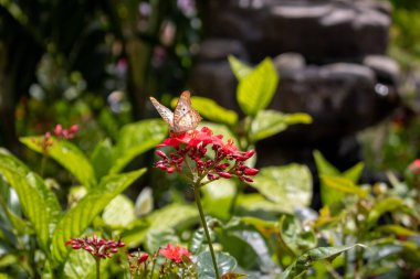 Kelebek kırmızı çiçekte yemyeşil arka planda