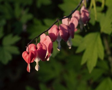 Kanayan kalp çiçek açar ve gider.