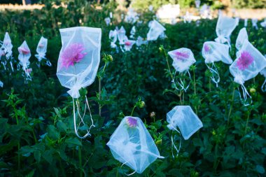 A garden of dahlia blooms covered with protective nets clipart