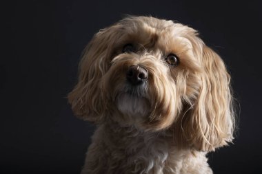 Siyah arka planda Maltipoo köpeği