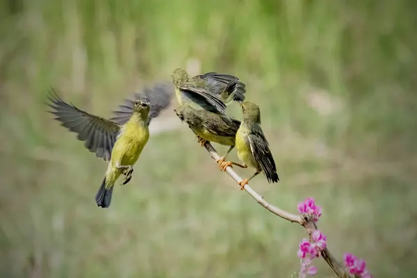 stock image Mother sunbird feeding the chicks