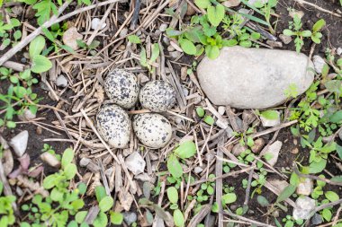 Killdeer nest with speckled eggs among twigs and stones clipart