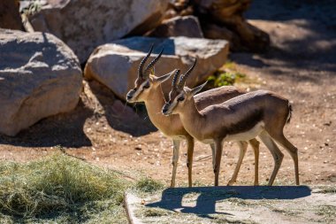 Arizona, Tucson 'da bir Speke Ceylanı