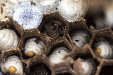 Bal tarağında bir grup solucan.