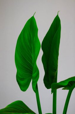 Hayat dolu yeşil bir bitki