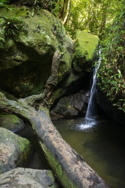 Green rainforest waterfall in Tijuca Park, Graja  clipart