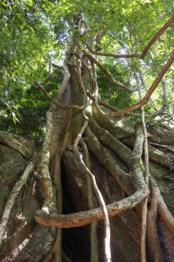Yeşil yağmur ormanlarında kökleri olan güzel ve büyük incir ağacı.