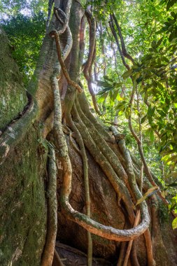 Yeşil yağmur ormanlarında kökleri olan güzel ve büyük incir ağacı.
