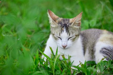 Çimlerin üzerinde dinlenen sevimli kedi portresi