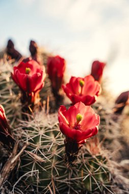 Sunrise 'da Kırmızı Çiçekli Kaktüsün Dikey Görüntüsü