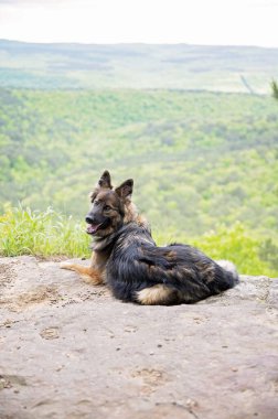 German shepherd sitting with mountain view behind clipart