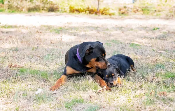 stock image Two Rottweilers bonding in grassy outdoor setting