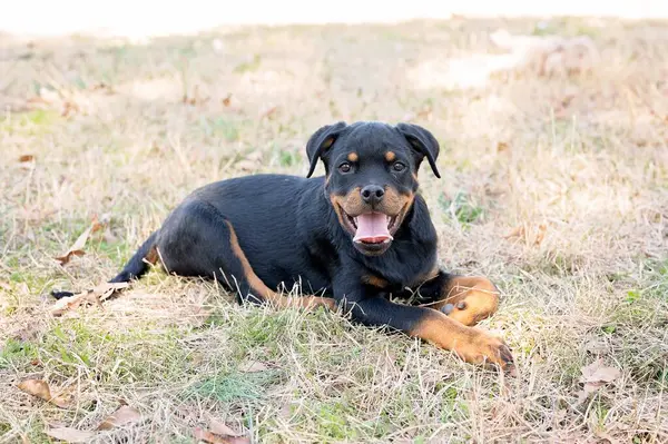 Mutlu Rottweiler köpeği kuru çimenlerde yatıyor.