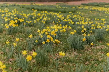 Gururlu Sarı Nergisler Baharın Çiçeği Altında Uzun Bir Tarlada