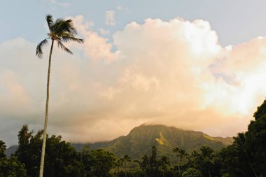 Kauai Hawaii 'nin Günbatımında Gururlu Palmiye Ağacı Duruyor