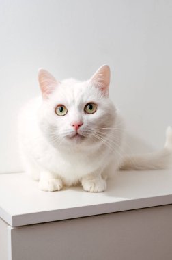 Beyaz bir kedi çekmecelerin üzerinde oturur ve ileriye bakar.