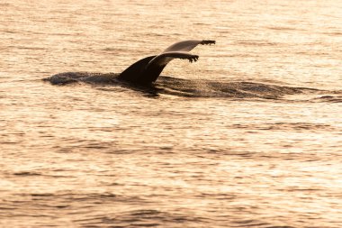 Monterey Körfezi yakınlarındaki okyanusta gün batımında balina kuyruğu!