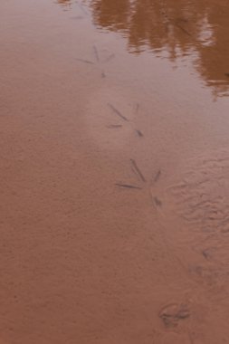 Sudaki çamurda kuş izleri