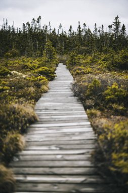 Bataklık bataklığı boyunca tahta tahta kaldırım, Quoddy Head, Maine