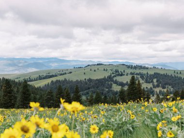 Wildflower meadow with rolling hills and mountains in Montana clipart