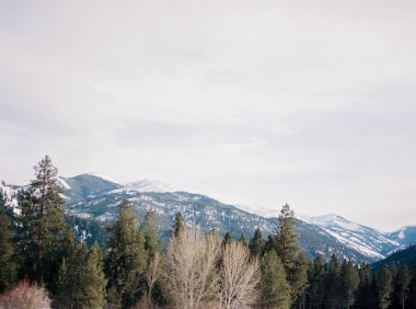 Montana 'da karla kaplı dağlar ve çam ormanları