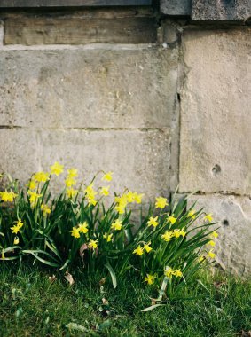 Parlak sarı nergisler taştan bir duvarda çiçek açıyor.