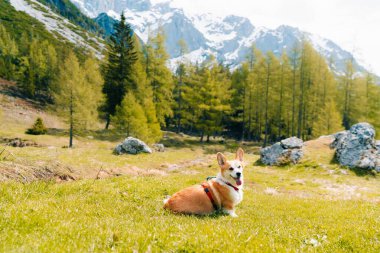 Corgi köpeği güneşli bir günde ilkbaharda Avusturya dağlarında yürür.