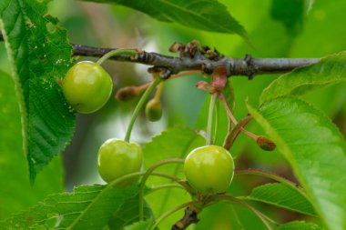 İlkbaharda ağacın dalında olgunlaşmamış kirazlar