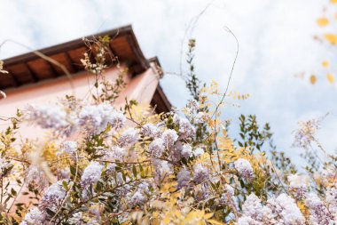 Evin dışında büyük çiçekler açar.