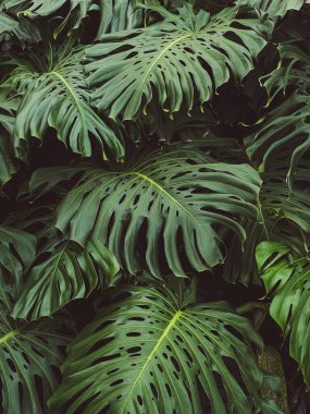 Kocaman bir Monstera Adansonii tropik bitki yaprakları.