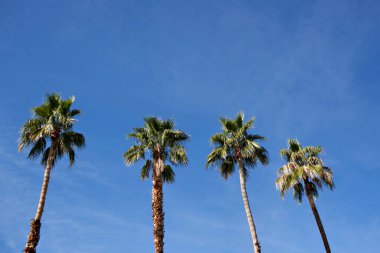 Parlak mavi çöl gökyüzüne karşı dört palmiye ağacı