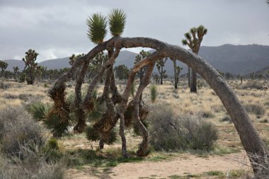 Joshua ağacını çöle gömdü Bulutlu gökyüzünün altına